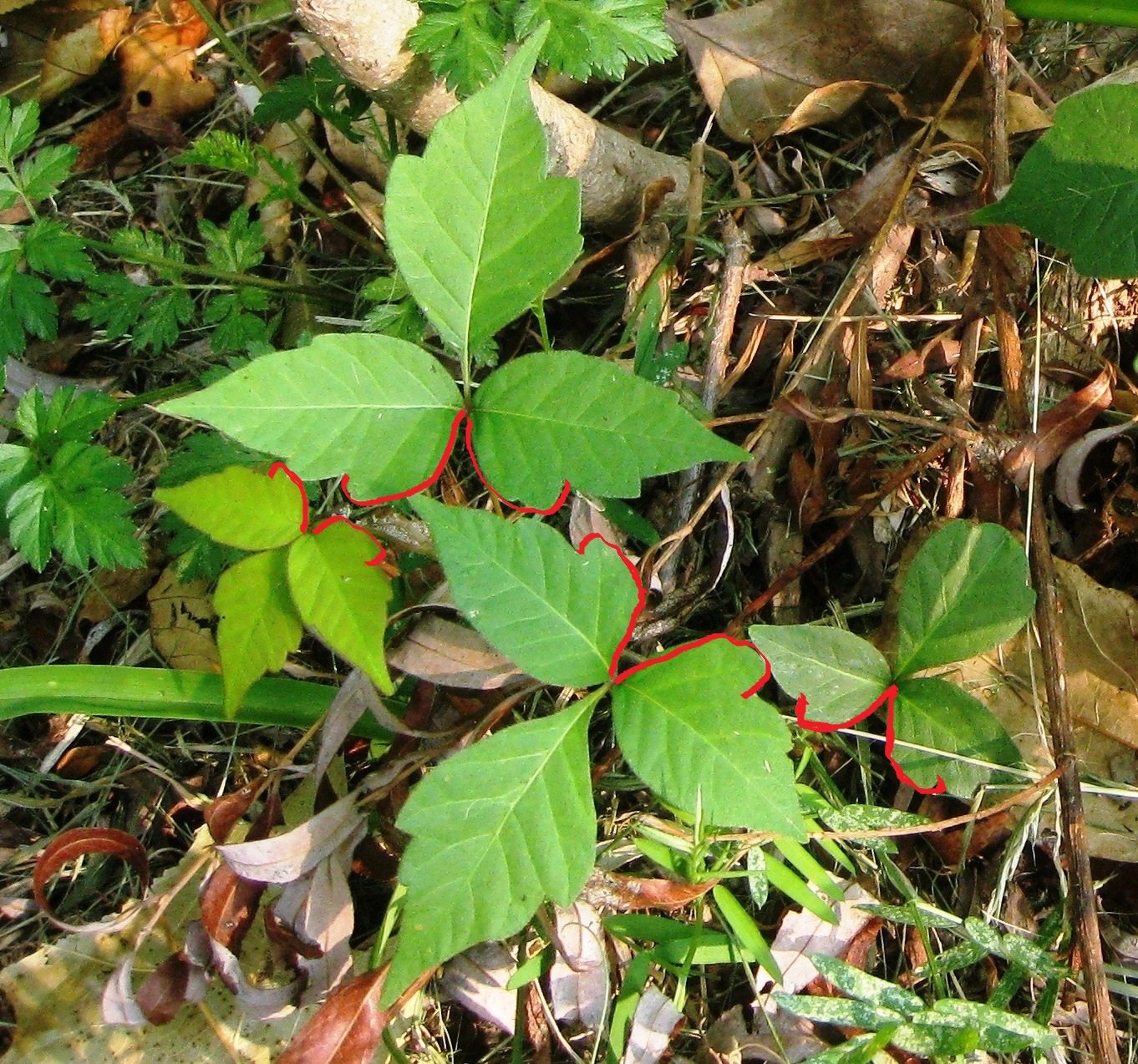 Poison Ivy Poison Ivy Patrol Specialty Landscaping Invasive Plant Removal,Mercury Head Dime Wine