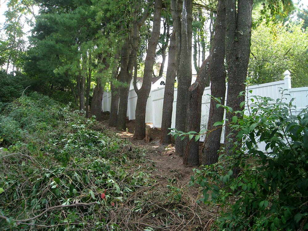 Here's the tree line after removal of all invasive species.
