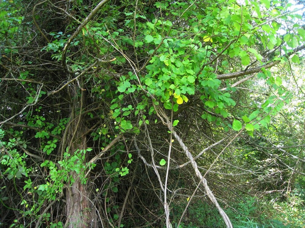 Oriental Bittersweet Poison Ivy Patrol