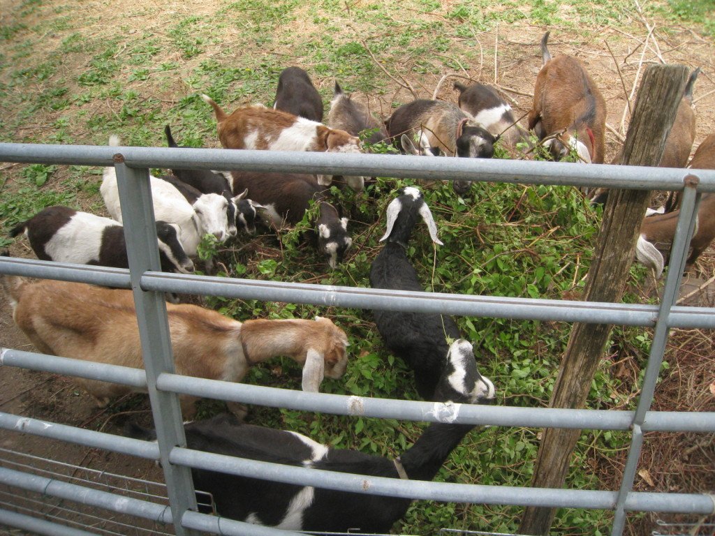 Free lunch for the goats!